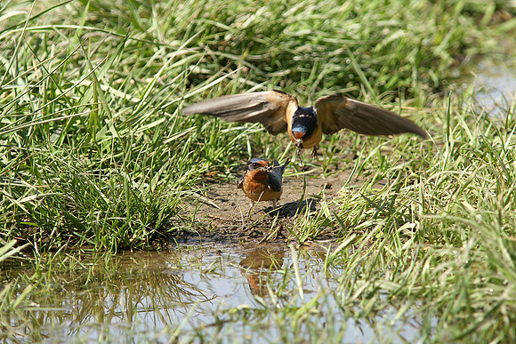 Barn Swallows, gathering mud