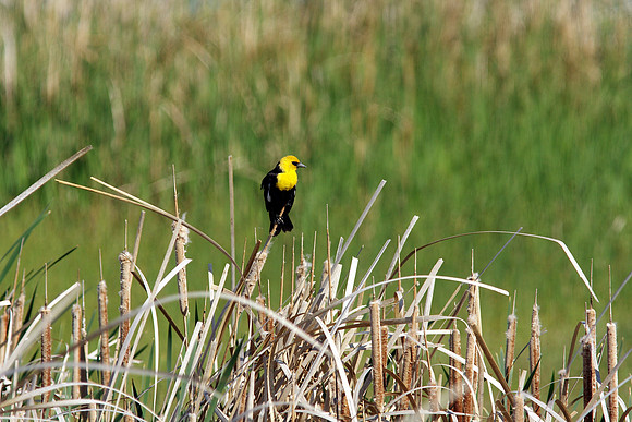 Yellow-headed Blackbird
