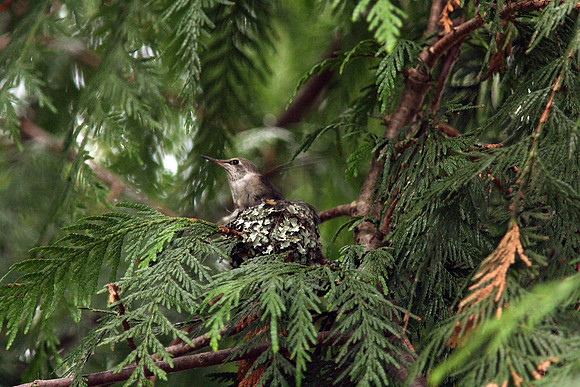 Anna's Hummingbird in nest