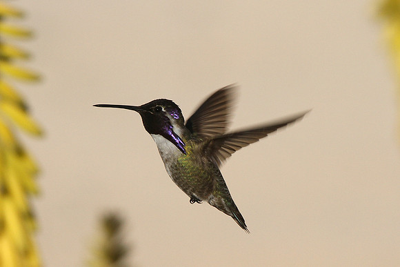 Costa's Hummingbird