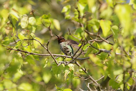 Anna's Hummingbird
