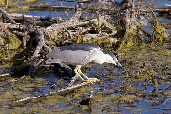 Black-Crowned Night-Heron