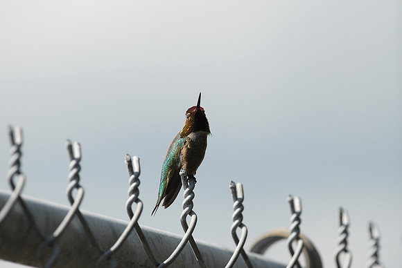 Anna's Hummingbird