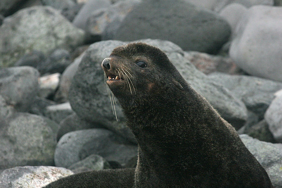 Northern Fur Seal