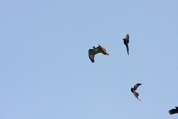 Hawk Harassed by Crows