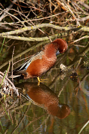 Cinnamon Teal