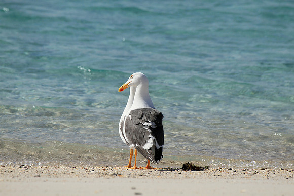 Yellow Legged Gulls