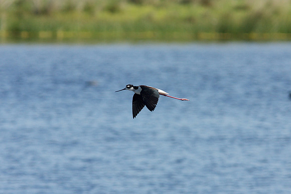 Black-necked Stilt