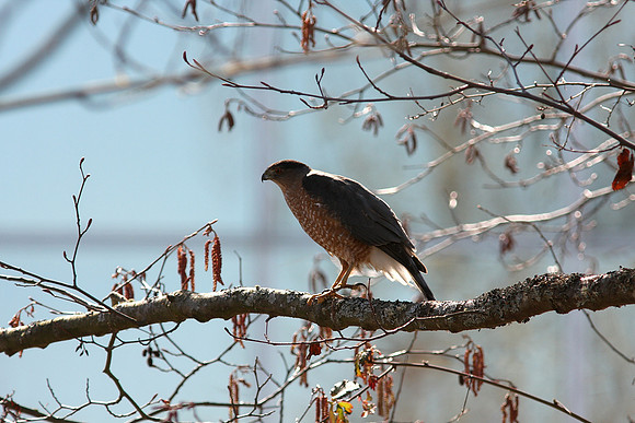 Cooper's Hawk
