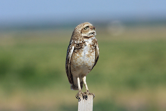 Burrowing Owl