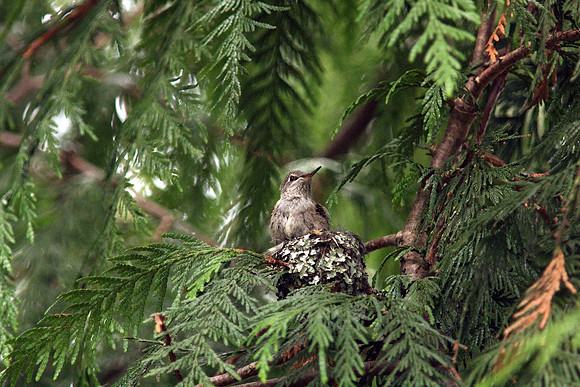 Anna's Hummingbird in nest