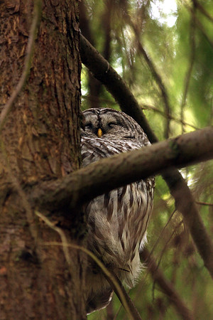 Barred Owl