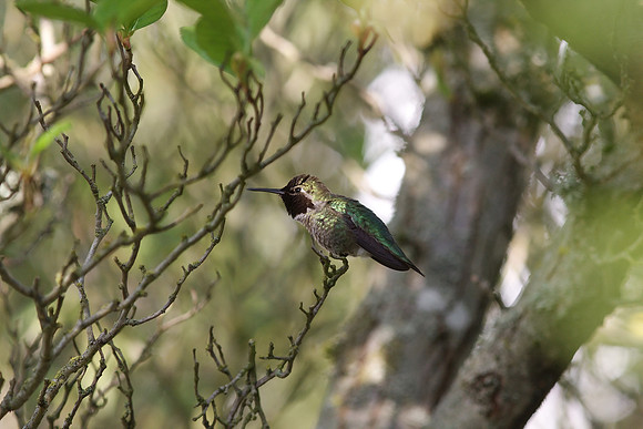 Anna's Hummingbird