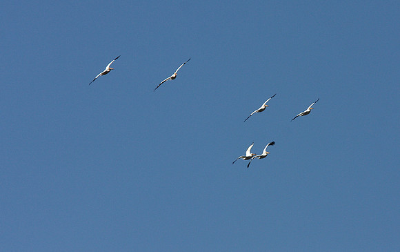 White Pelican