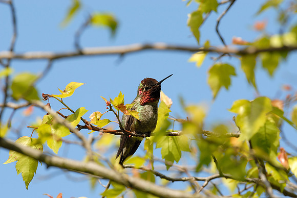 Anna's Hummingbird