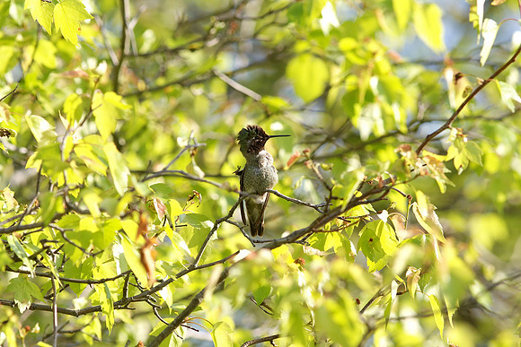 Anna's Hummingbird