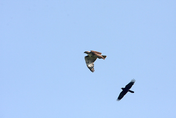 Hawk Harassed by Crows