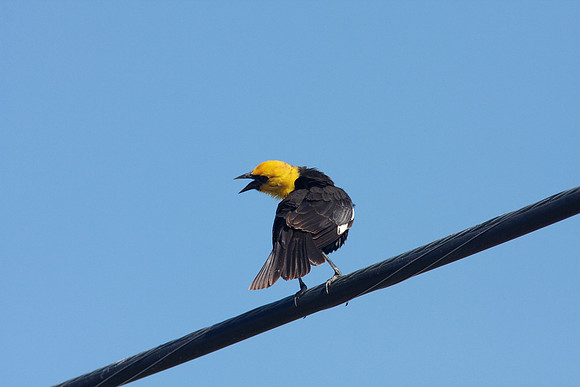Yellow-headed Blackbird