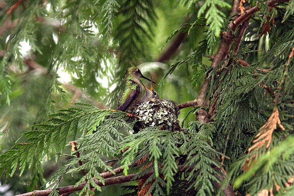 Anna's Hummingbird in nest