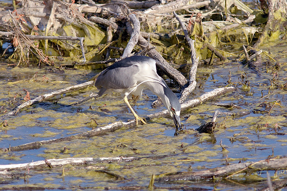 Black-Crowned Night-Heron