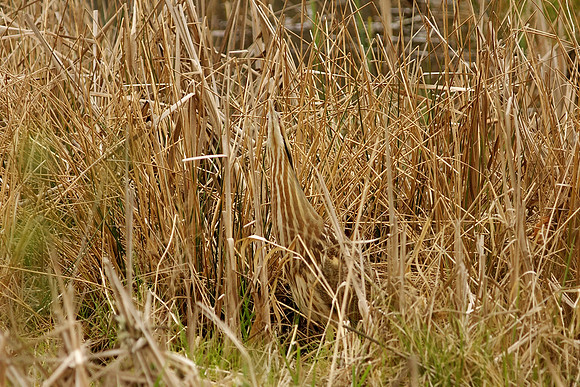 American Bittern