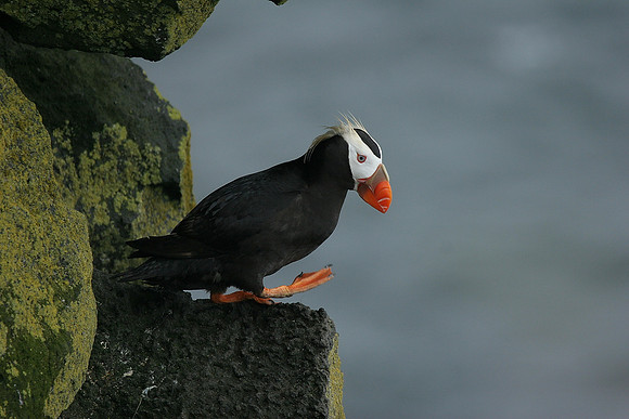 Tufted Puffin
