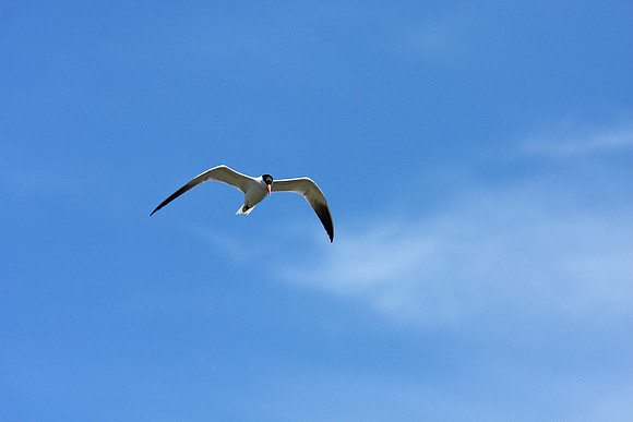 Caspian Tern
