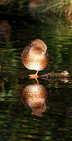 American Wigeon