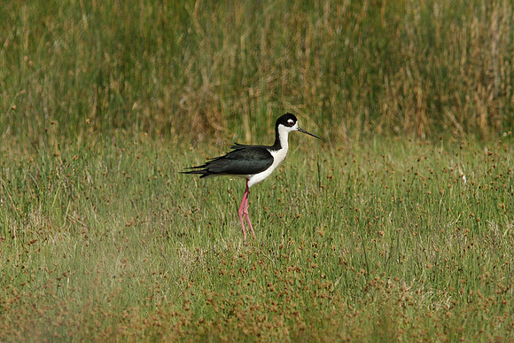 Black-necked Stilt