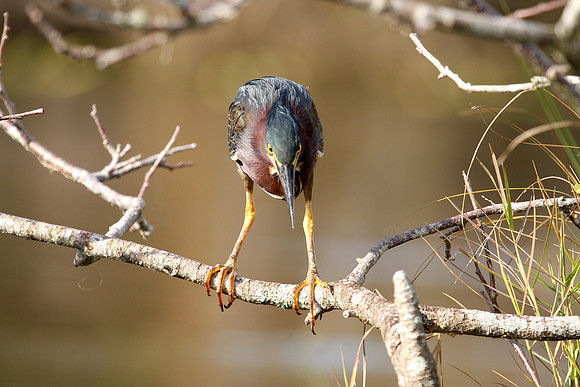 Green Heron