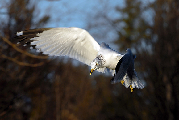 Ring Billed Gull