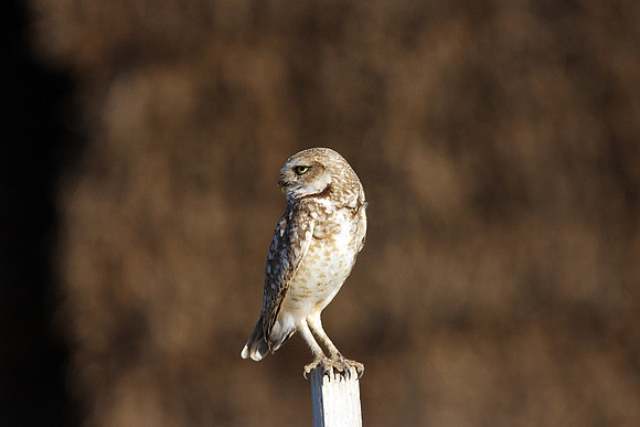 Burrowing Owl
