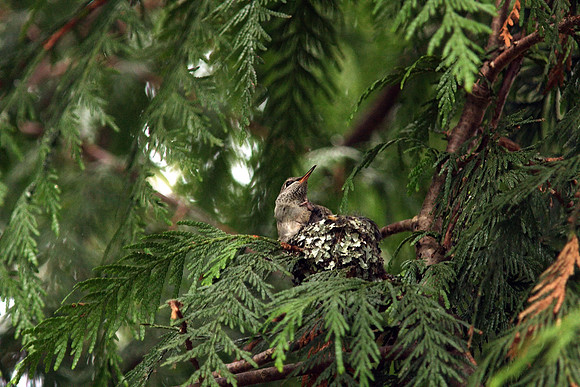 Anna's Hummingbird in nest