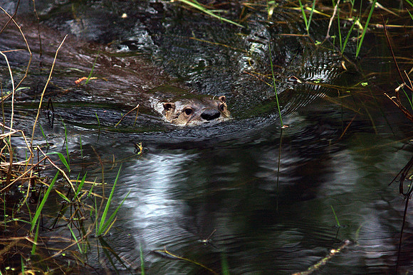 River Otter