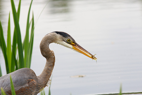 GBH