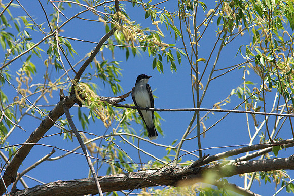Eastern Kingbird