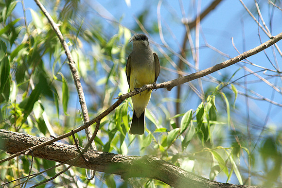 Western Kingbird
