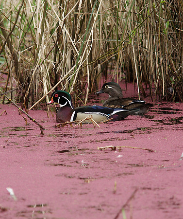 Wood Duck