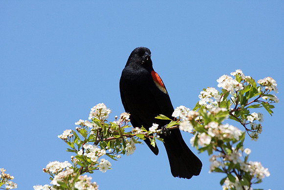 Red-winged Blackbird