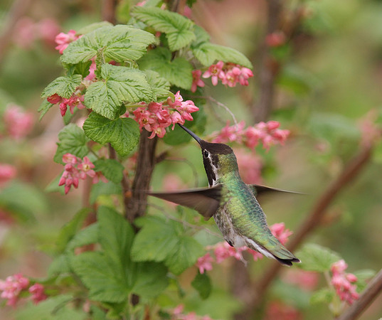 Anna's Hummingbird
