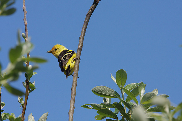 Western Tanager