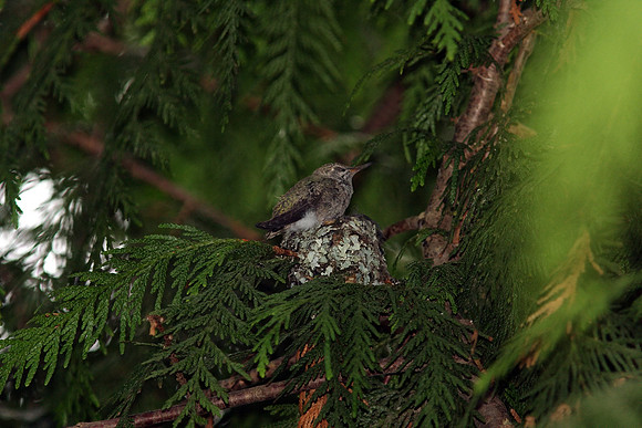 Anna's Hummingbird in nest