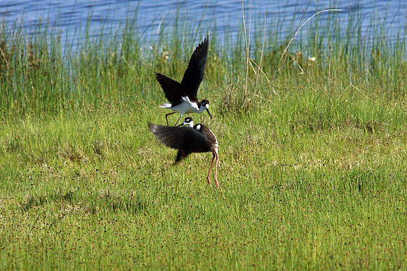 Black-necked Stilt