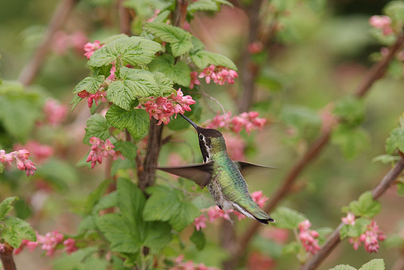 Anna's Hummingbird