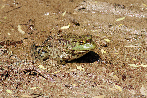 American Bullfrog