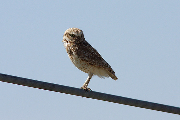 Burrowing Owl