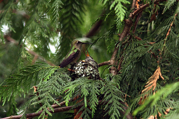 Anna's Hummingbird in nest