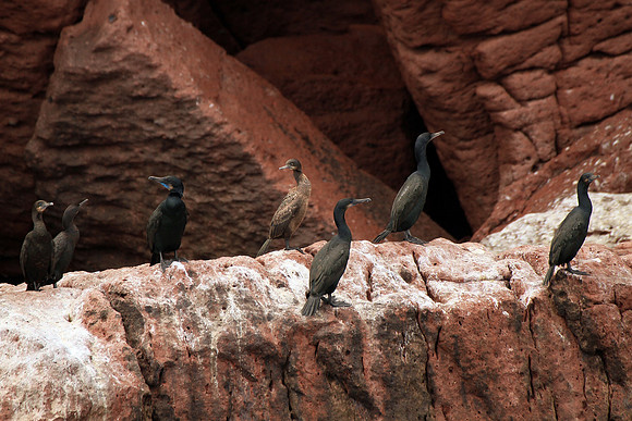 Brandt's Cormorant