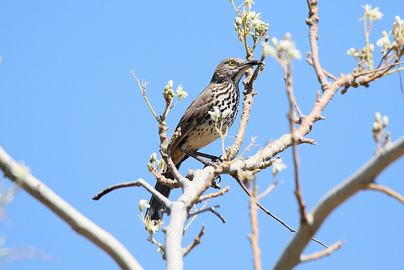 Sage Thrasher
