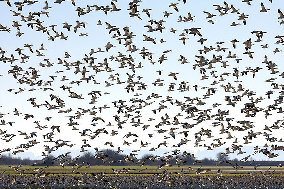 Snow Geese en masse